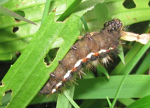 Bruco da ID (2) - Acronicta (Viminia) rumicis